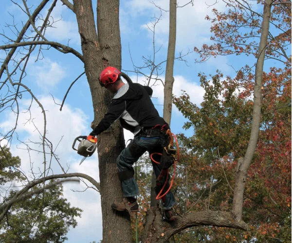 safety harnesses for working at heights